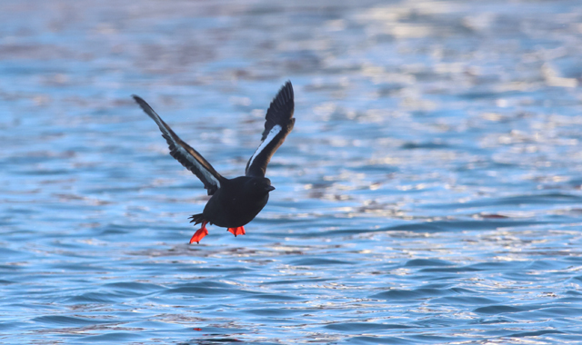 Voyage ornithologique en SCandinavie  33oq