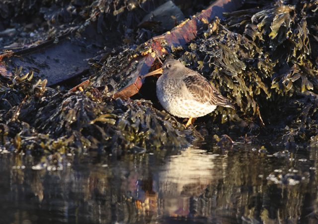 Voyage ornithologique en SCandinavie  3n1y