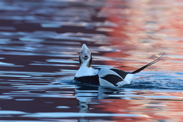 Voyage ornithologique en SCandinavie  96er