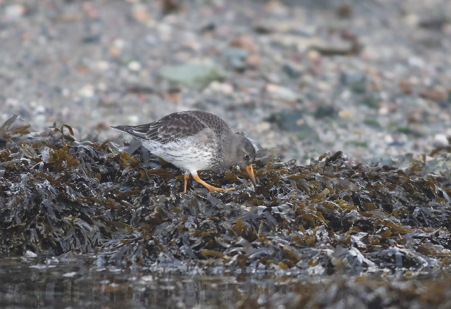 Voyage ornithologique en SCandinavie  Aepz