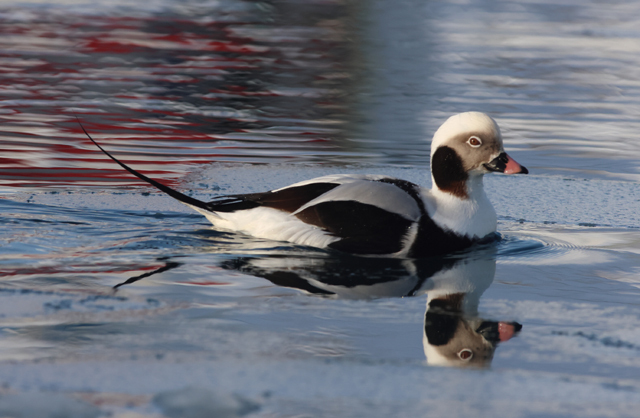 Voyage ornithologique en SCandinavie  Bywa