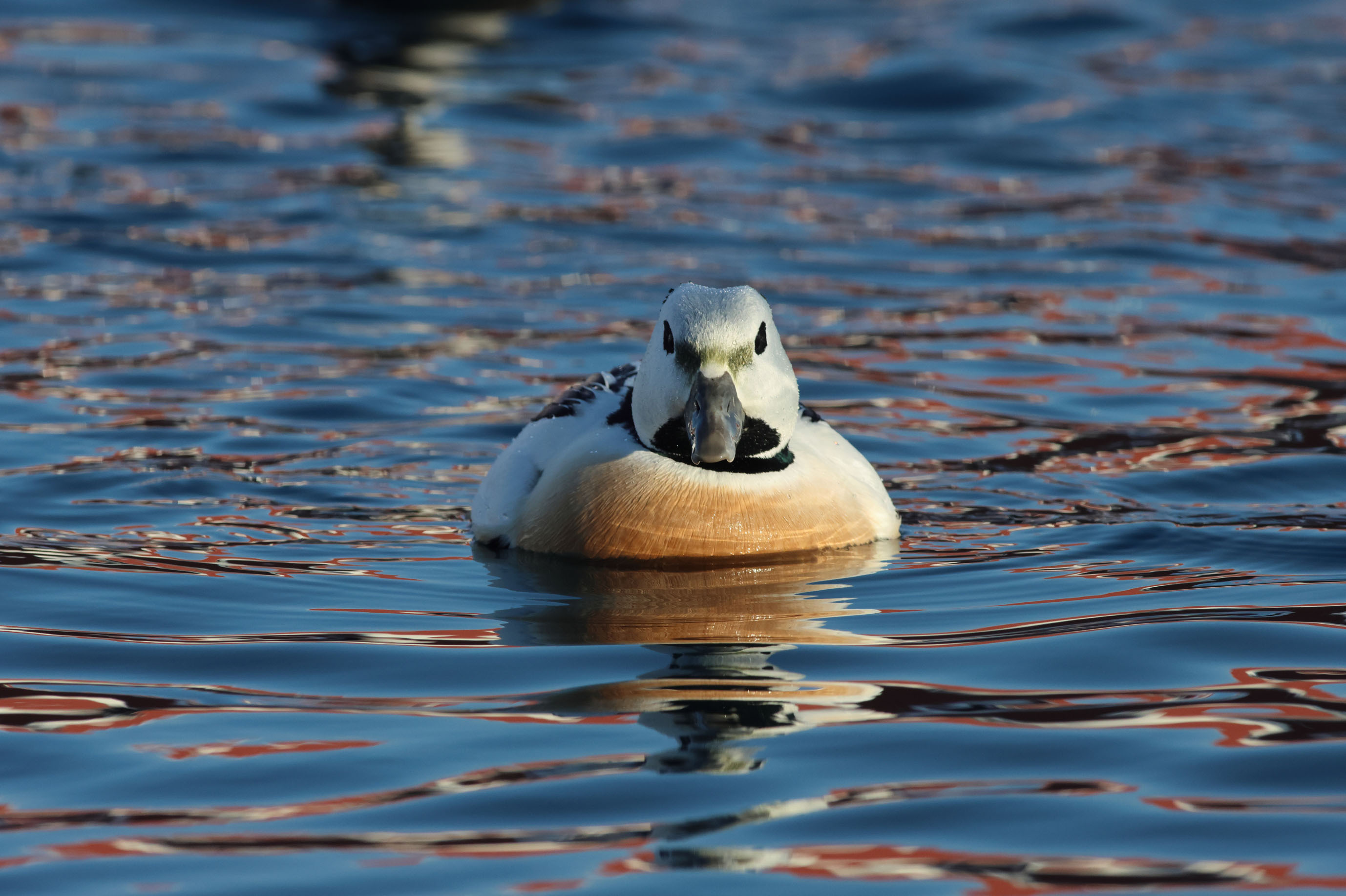 Voyage ornithologique en SCandinavie  Gdkv