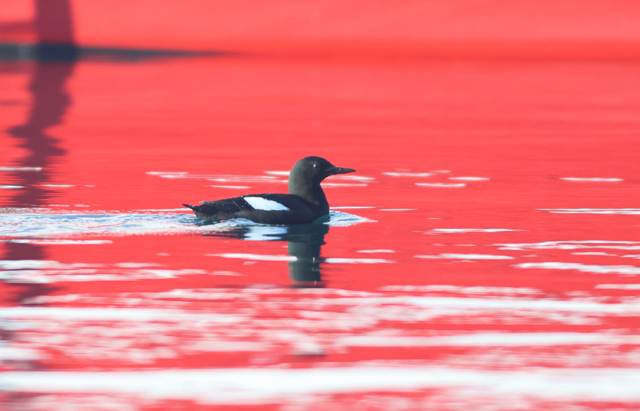 Voyage ornithologique en SCandinavie  Kus3