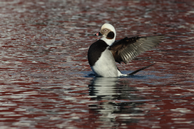 Voyage ornithologique en SCandinavie  Pjyr