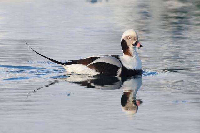 Voyage ornithologique en SCandinavie  Ytfb