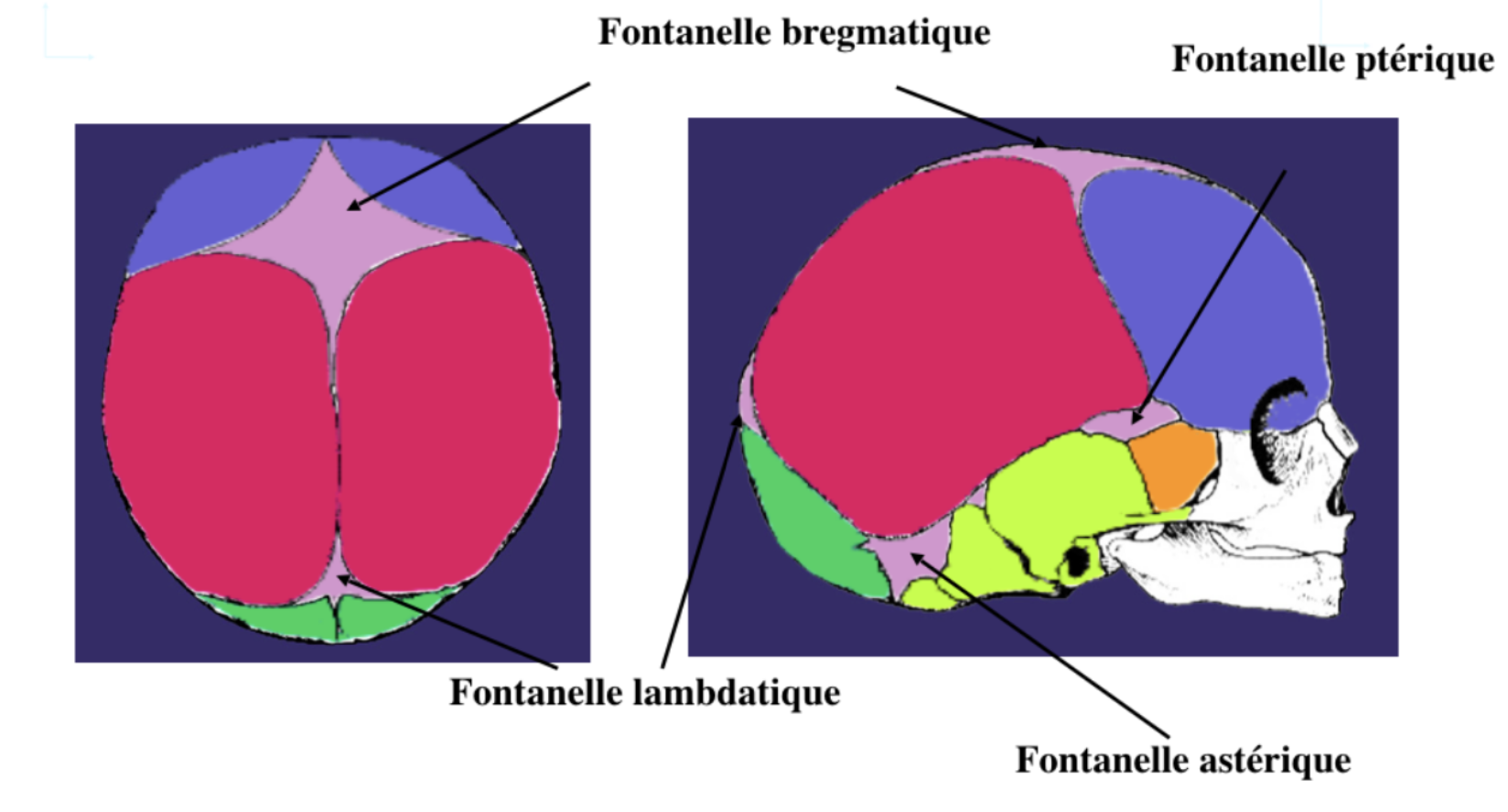 Fontanelles - UE5 - Anatomie - Tutorat Associatif Toulousain