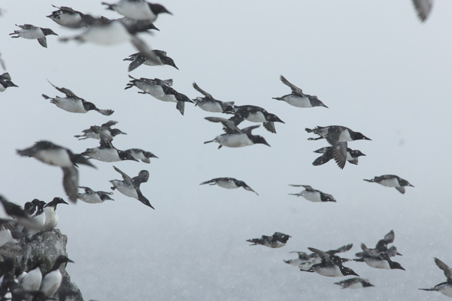 Voyage ornithologique en SCandinavie  Rinc