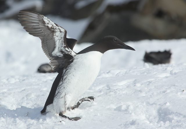 Voyage ornithologique en SCandinavie  Yuxy