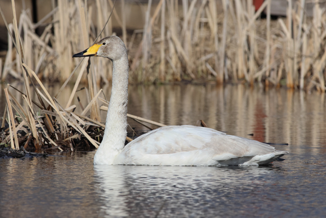 Voyage ornithologique en SCandinavie  3r0e