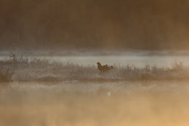 Voyage ornithologique en SCandinavie  4sij