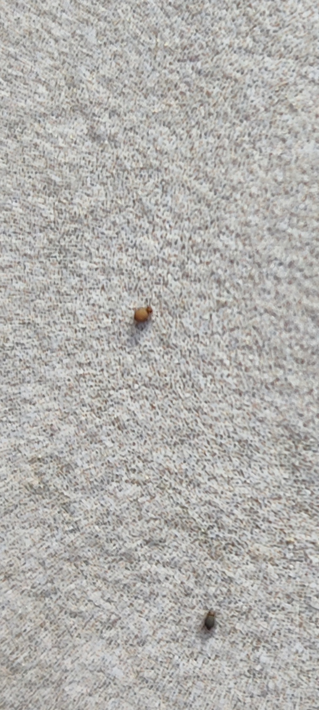 Identification minuscules insectes