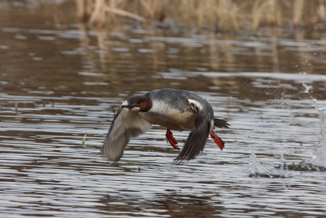 Voyage ornithologique en SCandinavie  Gf2d