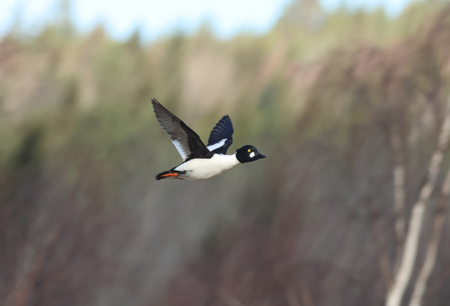 Voyage ornithologique en SCandinavie  Hcrm