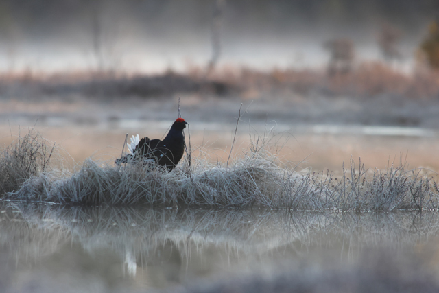 Voyage ornithologique en SCandinavie  Noev