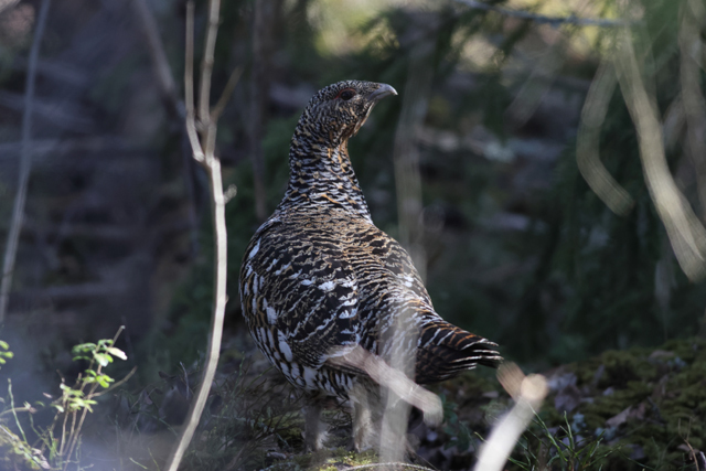 Voyage ornithologique en SCandinavie  Pcv2