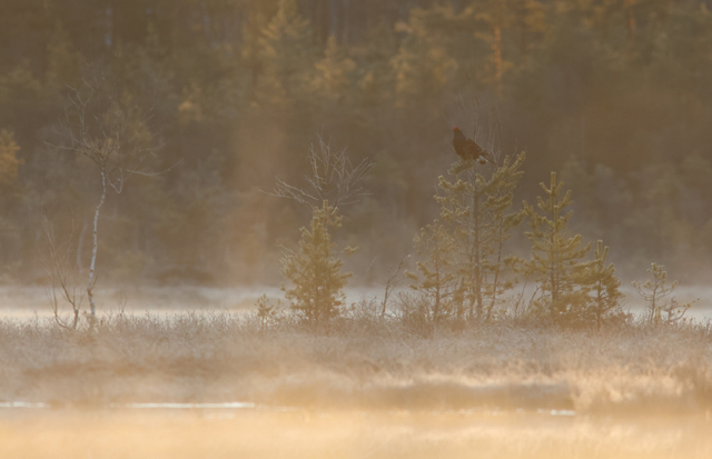 Voyage ornithologique en SCandinavie  Povj