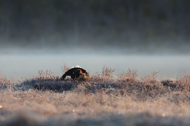 Voyage ornithologique en SCandinavie  Tba2