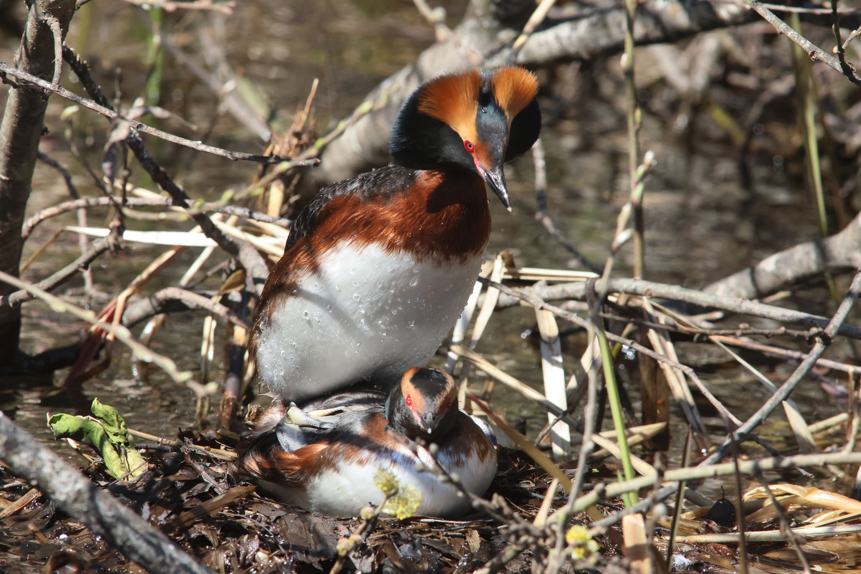 Voyage ornithologique en SCandinavie  9q2e