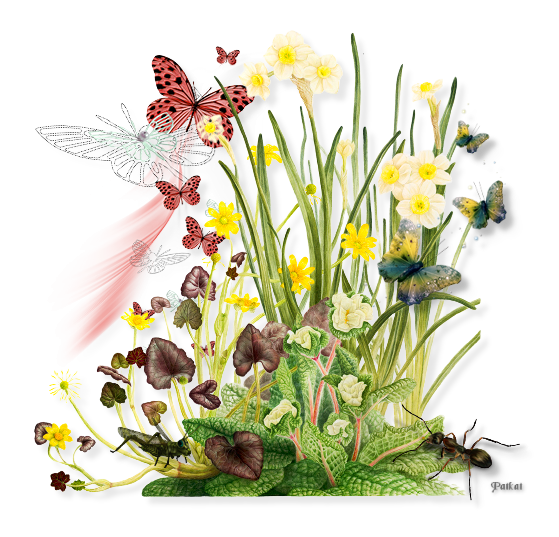Tubes PNG" Composition de fleurs, oiseaux ,papillon, abeille" Dc1u