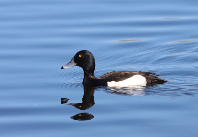 Voyage ornithologique en SCandinavie  F9li