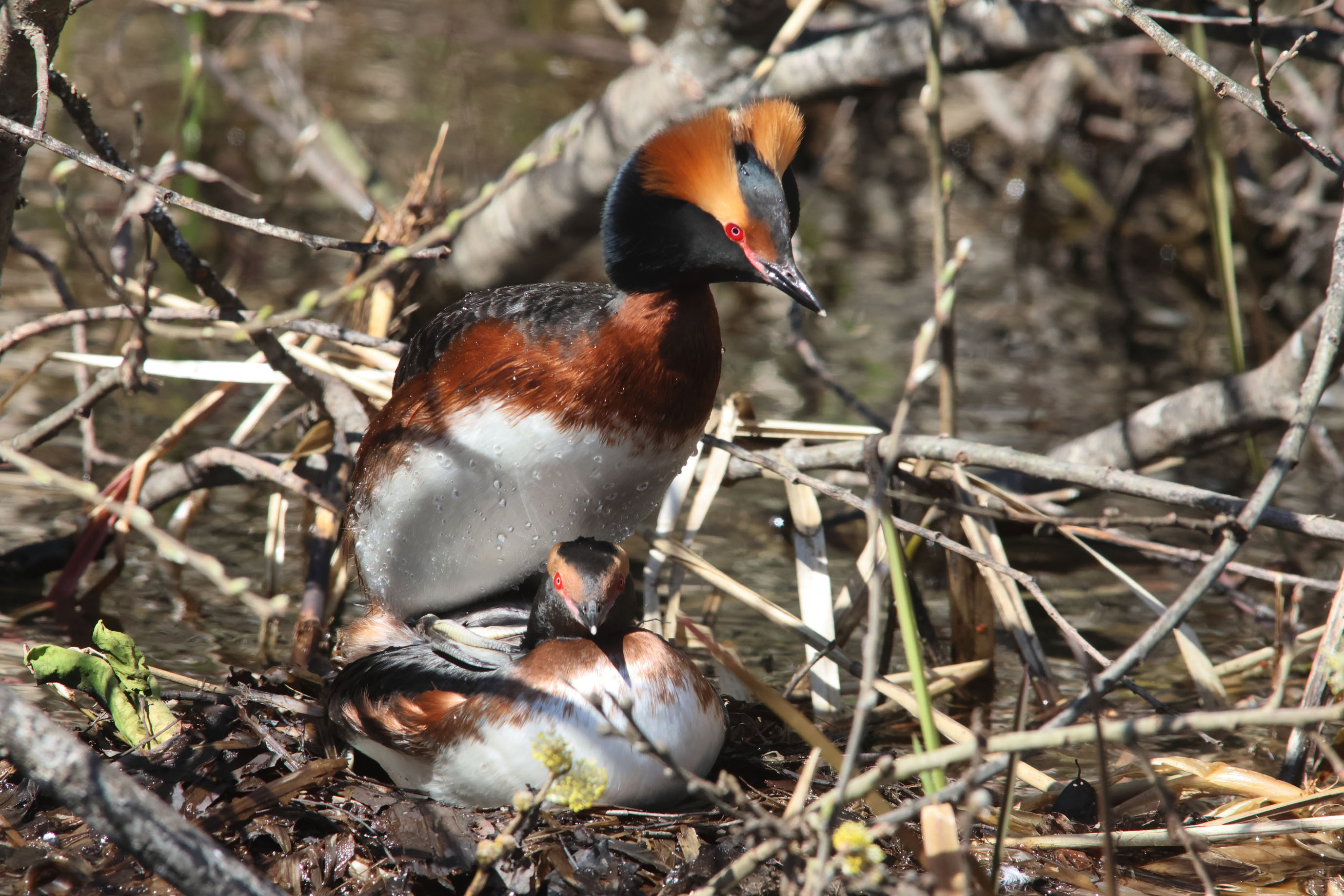 Voyage ornithologique en SCandinavie  I2sb