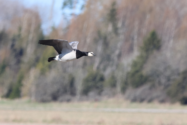 Voyage ornithologique en SCandinavie  L8eh