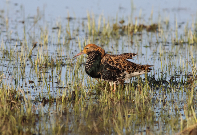 Voyage ornithologique en SCandinavie  Otoh