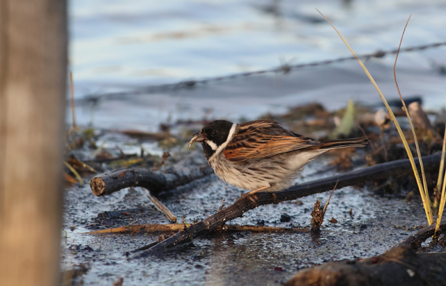 Voyage ornithologique en SCandinavie  Pf2y