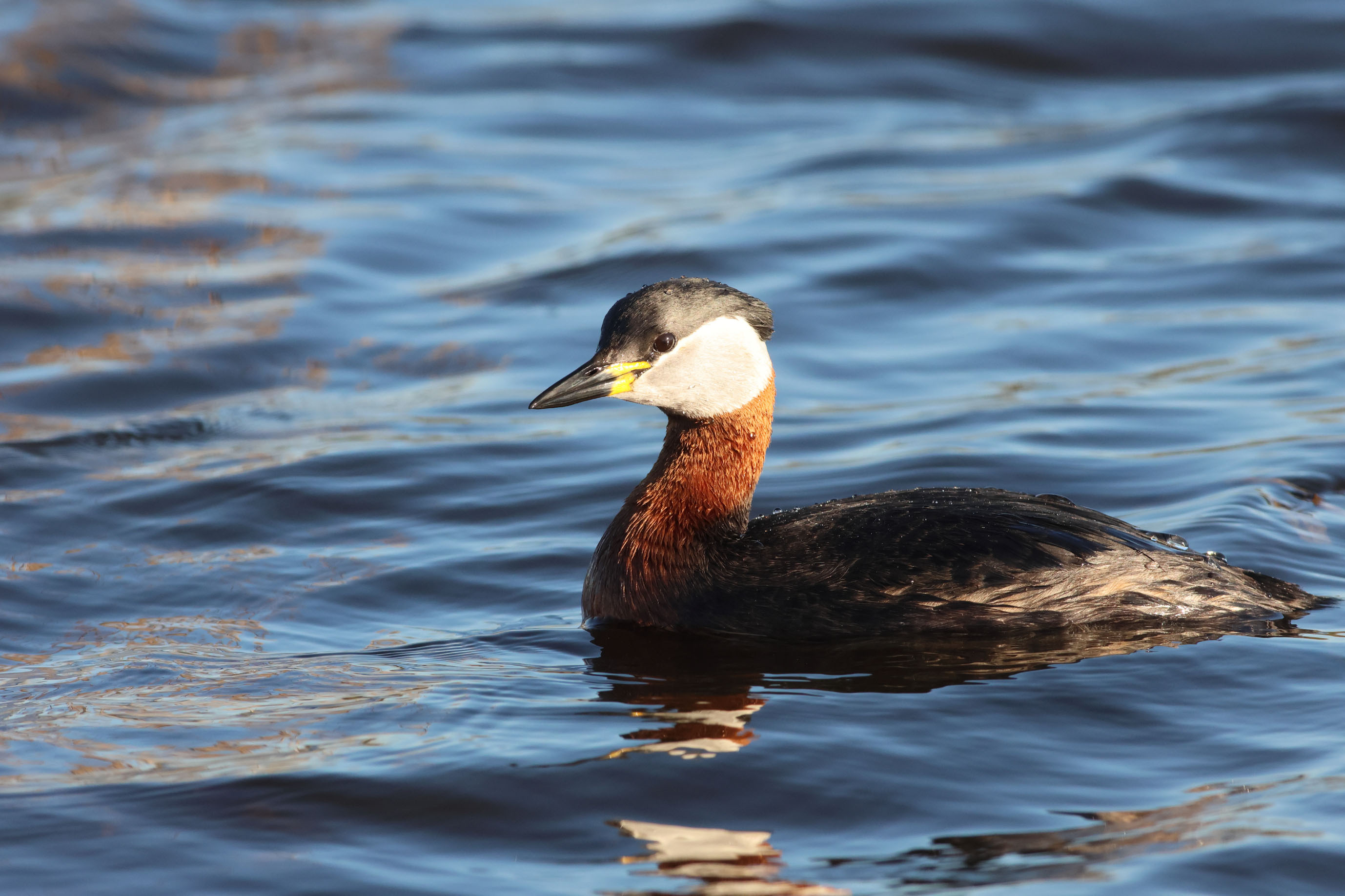 Voyage ornithologique en SCandinavie  Uqzl