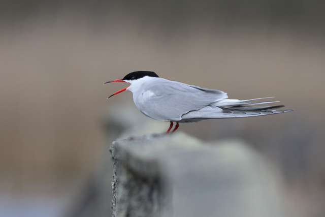 Voyage ornithologique en SCandinavie  X1x2