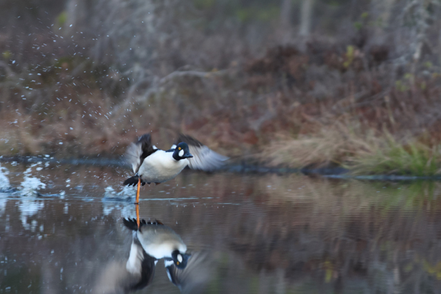 Voyage ornithologique en SCandinavie  2rhy