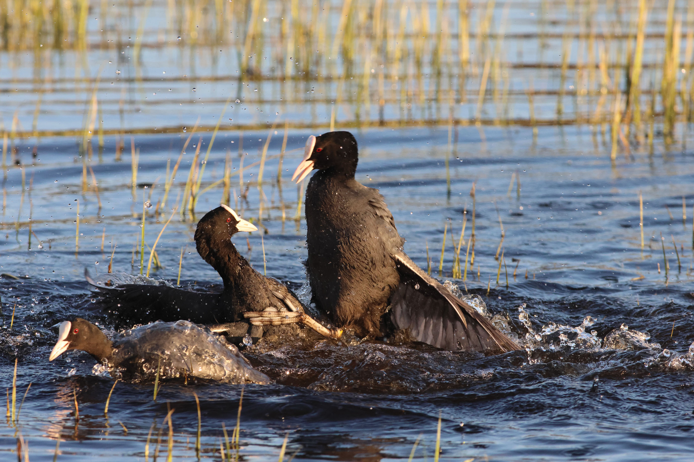 Voyage ornithologique en SCandinavie  9ck8