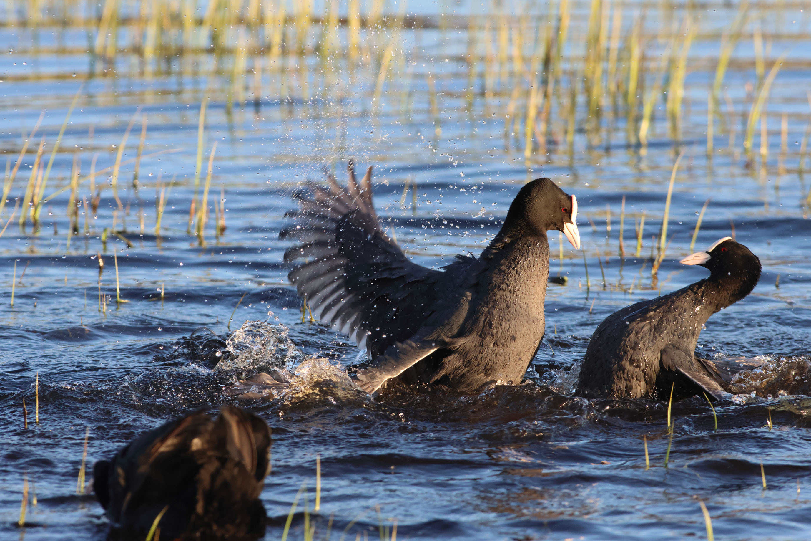 Voyage ornithologique en SCandinavie  E7mw