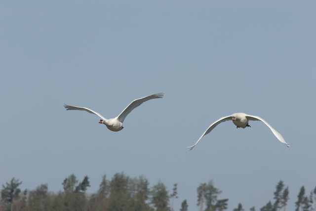 Voyage ornithologique en SCandinavie  Dbk8