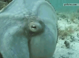 https://zupimages.net/up/23/29/w6xo.gif
