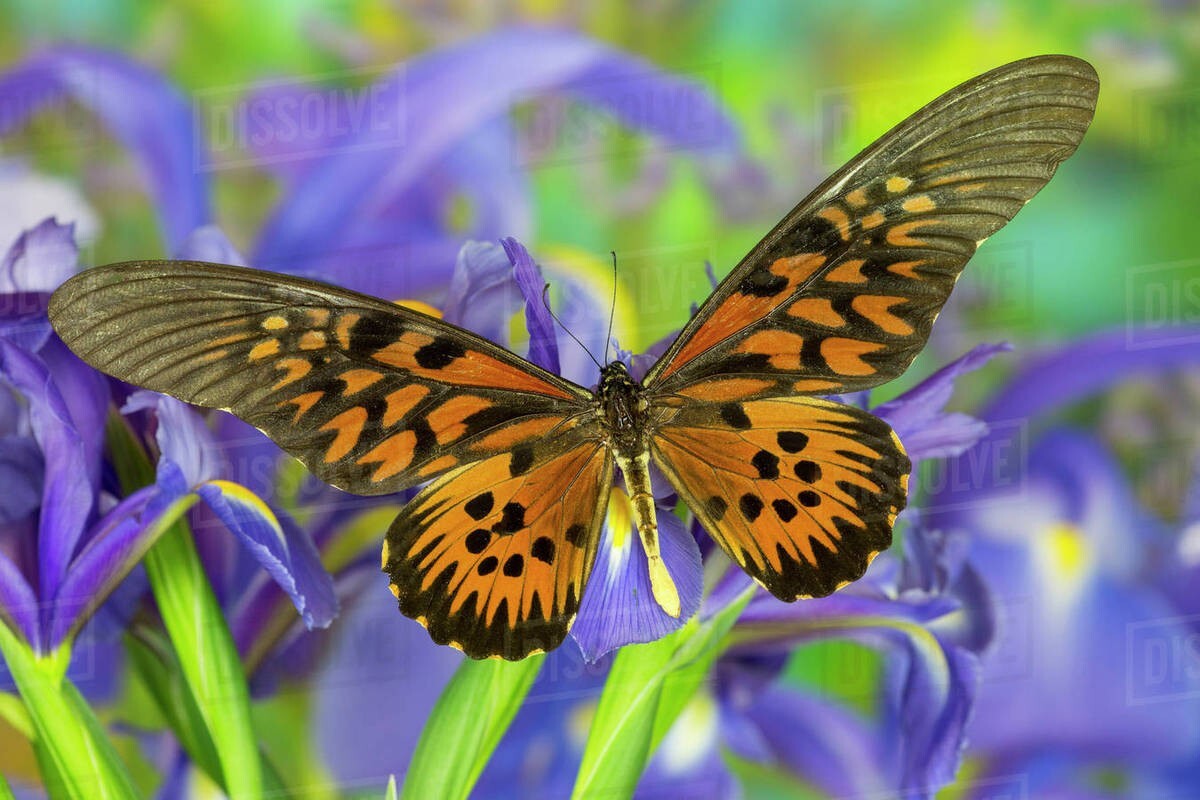 Papillon papilio antimachus