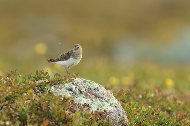 Voyage ornithologique en SCandinavie  5qza