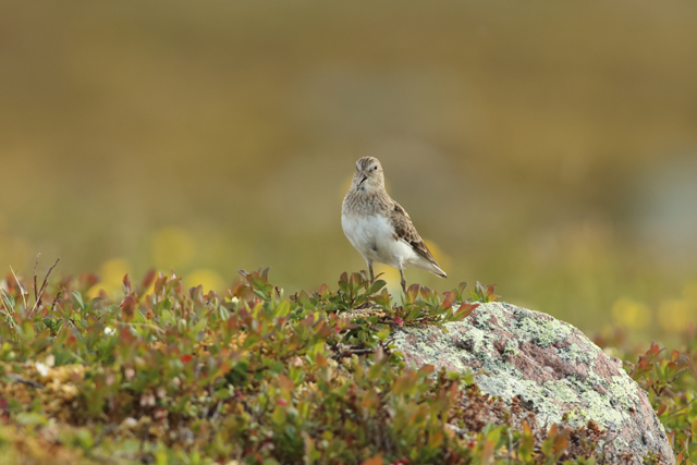 Voyage ornithologique en SCandinavie  Noyp