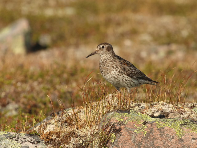 Voyage ornithologique en SCandinavie  Lwrf