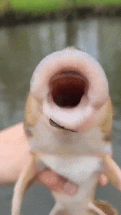 https://zupimages.net/up/23/39/1812.gif