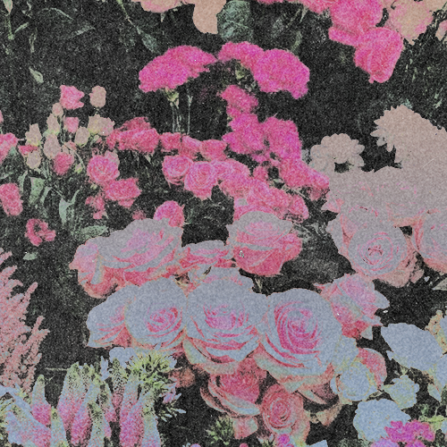 [FLOWERS] - [500x500] 4yoa