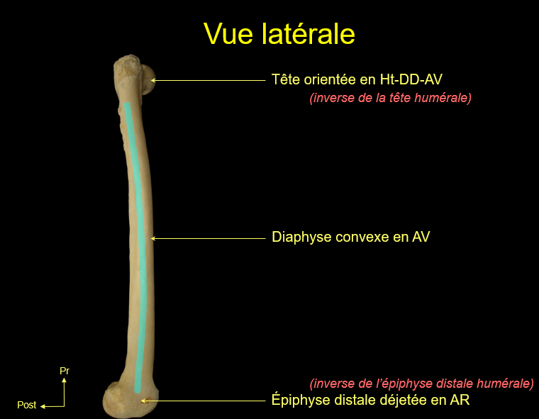 Pour être Sur - UE5 - Anatomie - Tutorat Associatif Toulousain