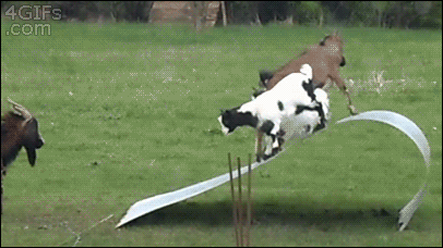 https://zupimages.net/up/24/01/zykt.gif