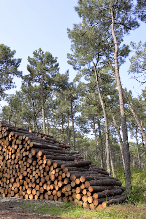 En route pour les Cevennes, le Sidobre, ..... Les Landes, les Pyrénées, mon sud-ouest  !  - Page 5 Ohee