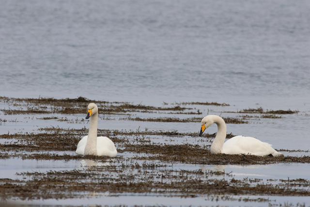 Voyage et ornithologie en Scandinavie 2024 28jq