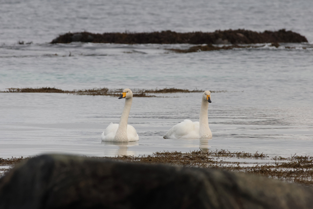 Voyage et ornithologie en Scandinavie 2024 Iqo9