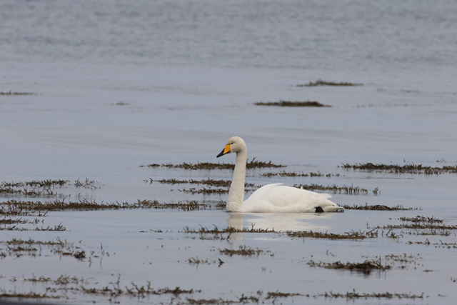 Voyage et ornithologie en Scandinavie 2024 N8h9