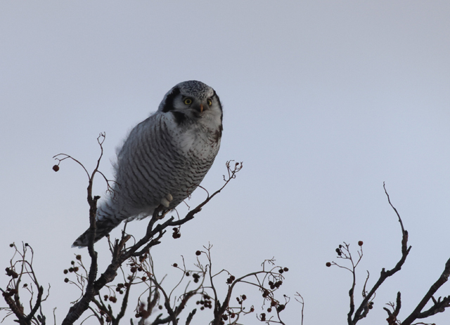 Voyage et ornithologie en Scandinavie 2024 3jjk