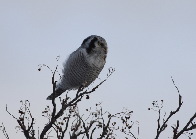 Voyage et ornithologie en Scandinavie 2024 7zit