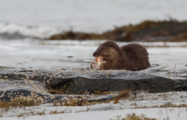 Voyage et ornithologie en Scandinavie 2024 9udl